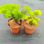 Normandská jedľa (Abies Nordmanniana) - výška 15-25 cm, kont. C3L